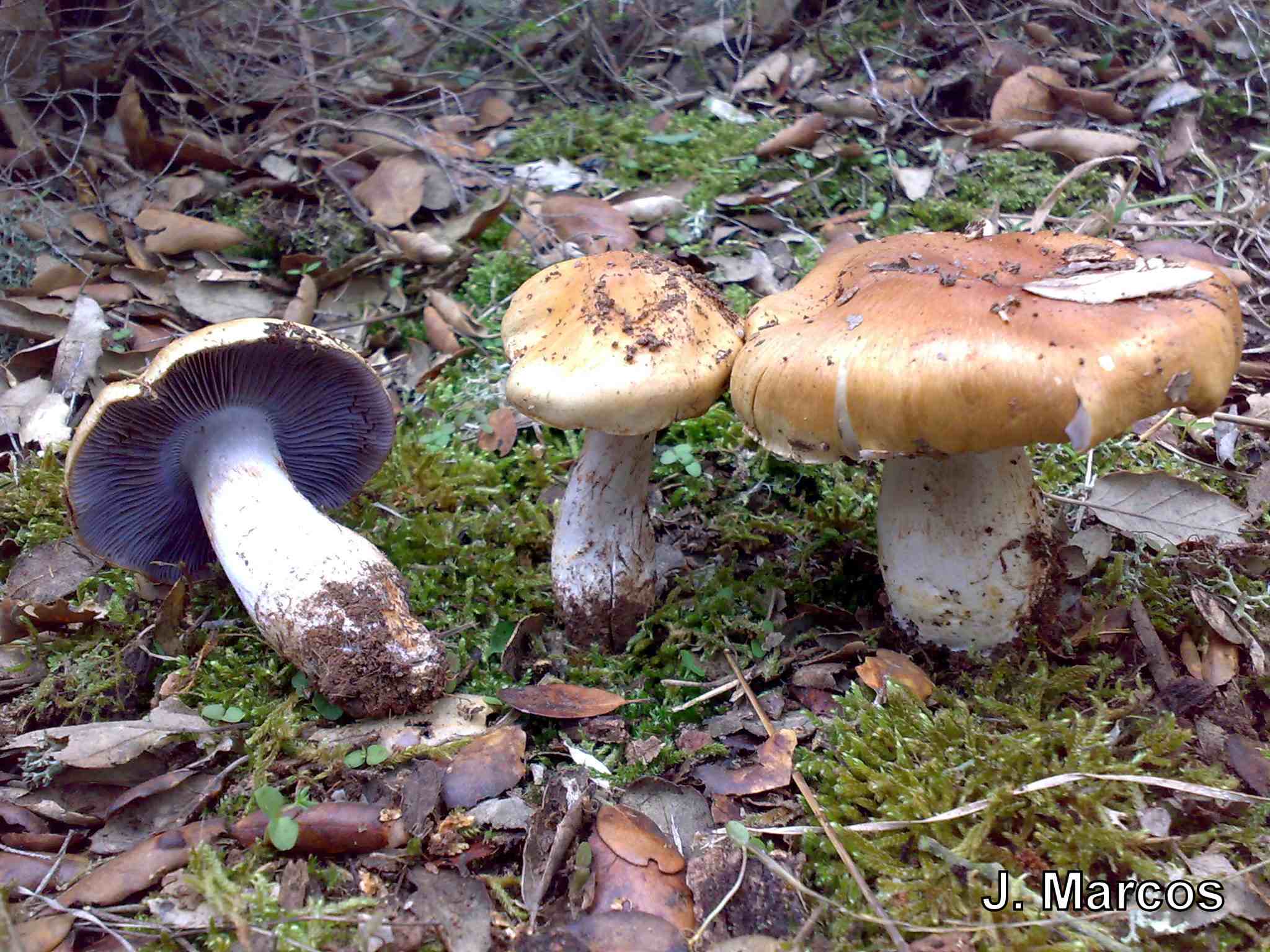 Cortinarius sp.